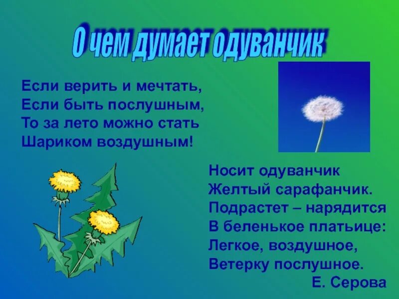 Одуванчик высотская 2 класс. Одуванчик желтый сарафанчик. Стихотворение про одуванчик. Одуванчик носит желтый сарафанчик стишок. Носит одуванчик.