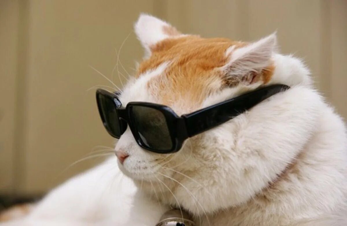 Смешные картинки очков. Кот в очках. Крутой кот. Крутой кот в очках. Рыжий кот в очках.