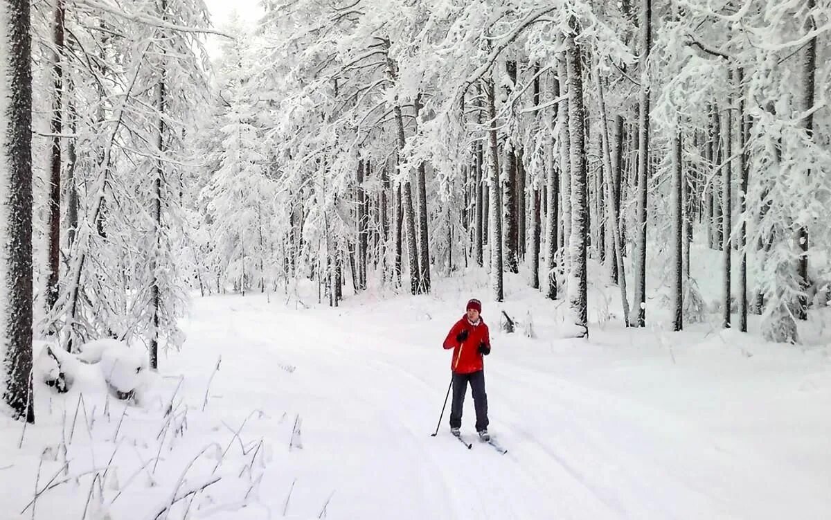 В лесу зимой можно. Лыжная прогулка в лесу. Прогулка в зимнем лесу. Прогулка по зимнему лесу. Прогулка в лесу зимой.