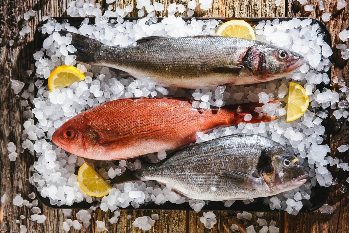 Icefish