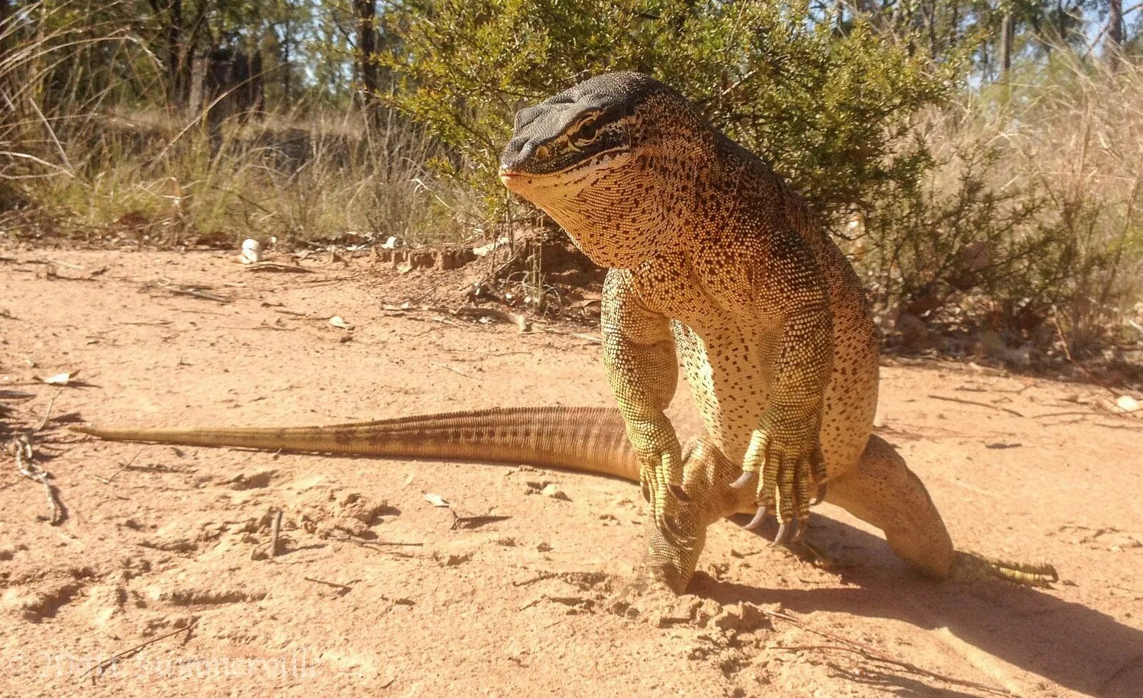 Аргусов Варан. Лапы комодского варана. Калимантанский безухий Варан. Varanus Panoptes. Своеобразный способ передвижения ящерицы