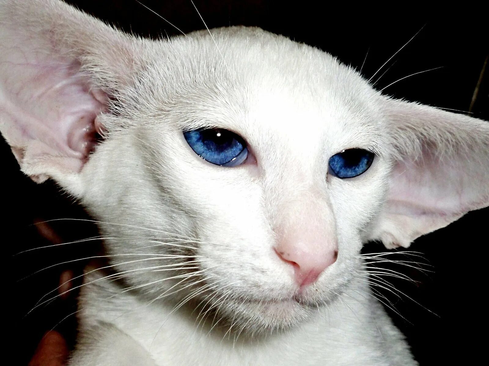Порода Ориентал Добби. Ориентал кошка белая. Кот грузин порода Ориентал. Ушастый кот порода Ориентал.