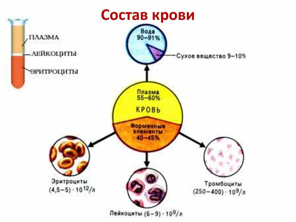 Элементы составляющие кровь. Из чего состоит кровь человека схема. Кровь состоит из плазмы и клеток крови. Из чего состоит кровь рисунок. Из чего состоит кровь человека 3 класс.