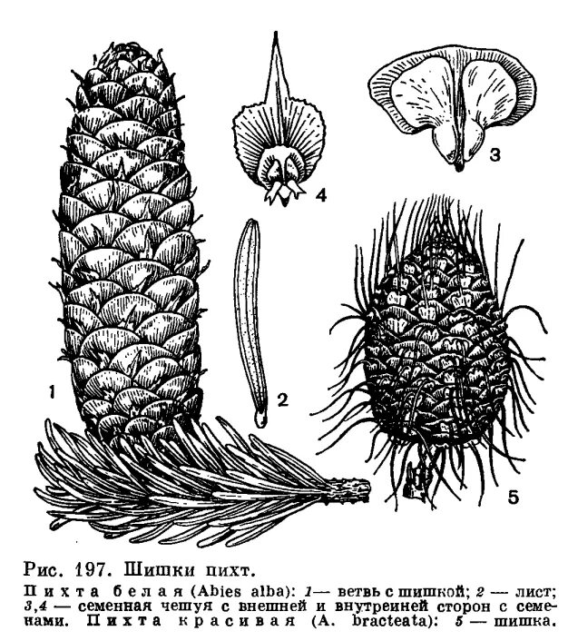 Форма семян ели. Пихта Сибирская семенные чешуи. Семейство сосновые Pinaceae. Форма чешуек шишки пихты. Семенная чешуя шишки сосны.