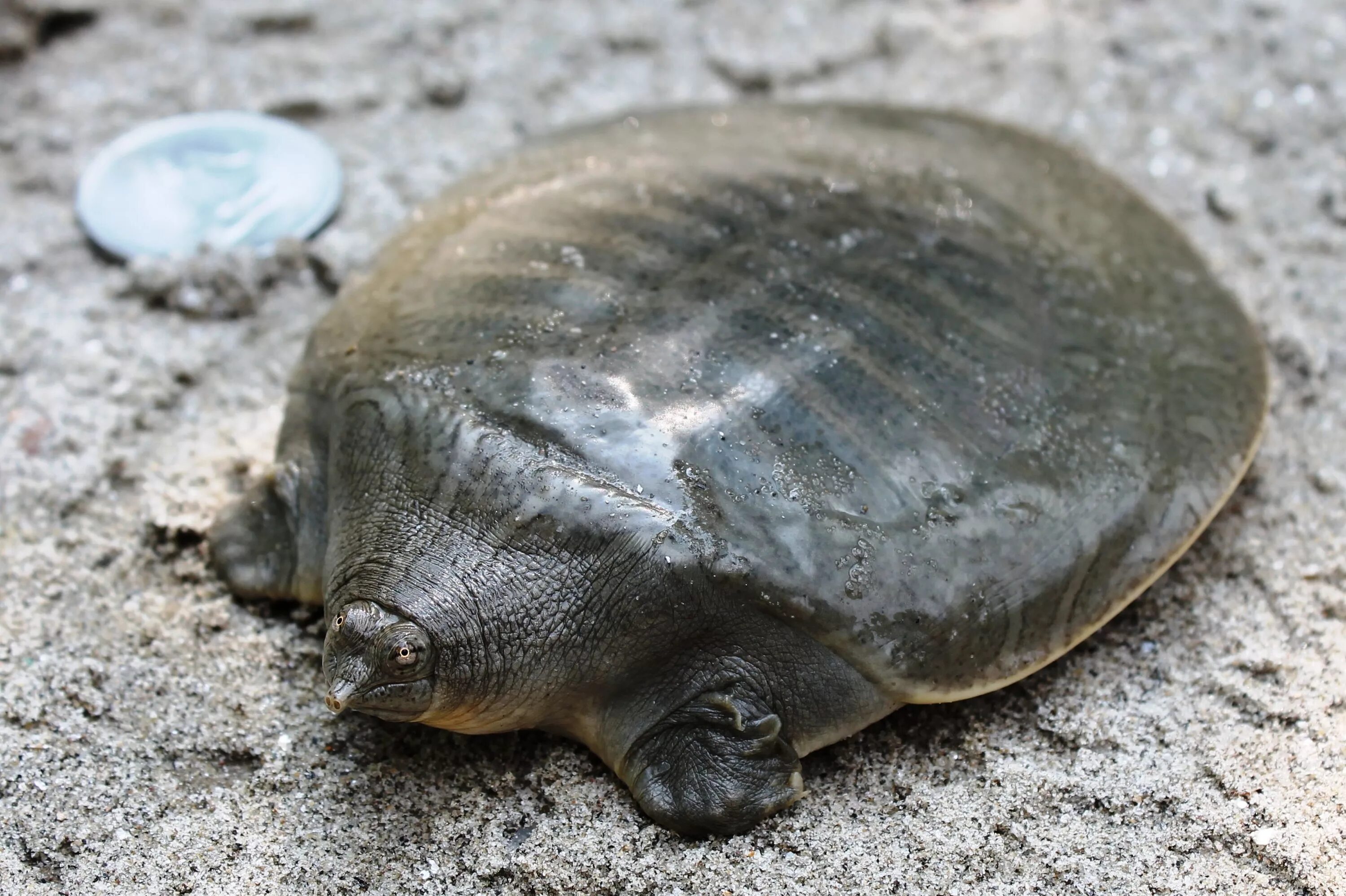 Гигантская мягкотелая черепаха. Мягкотелая черепаха свайно (Red River giant Softshell Turtle). Pelochelys bibroni. Рафетус свайно черепаха.