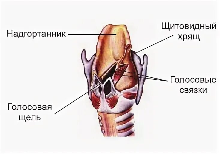 Надгортанник выполняет функцию. Лепесток надгортанника. надгортанник вид спереди. щитовидный хрящ и надгортанник впервые появляются.
