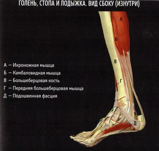 Мышцы свода стопы. Сухожилие задней больше.Ерцовой мышцы. Большеберцовая мышца стопы. Задняя большеберцовая мышца стопы. Голеностоп после бега