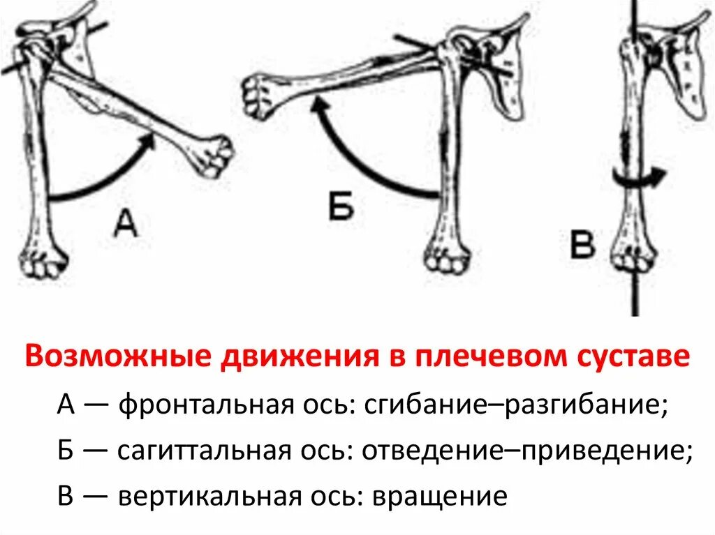 Максимальные движения суставов. Оси вращения плечевого сустава. Отведение в плечевом суставе. Плечевой сустав мышцы фронтальная ось. Движения в суставах верхней конечности.