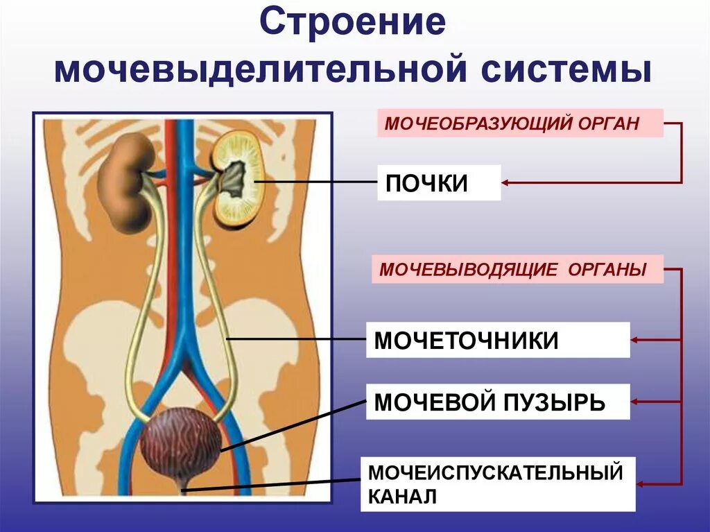 Строение выделительной системы человека схема. Органы выделительной системы схема. Выделительная система биология 8 класс. Мочевыделительная система строение биология 8 класс.