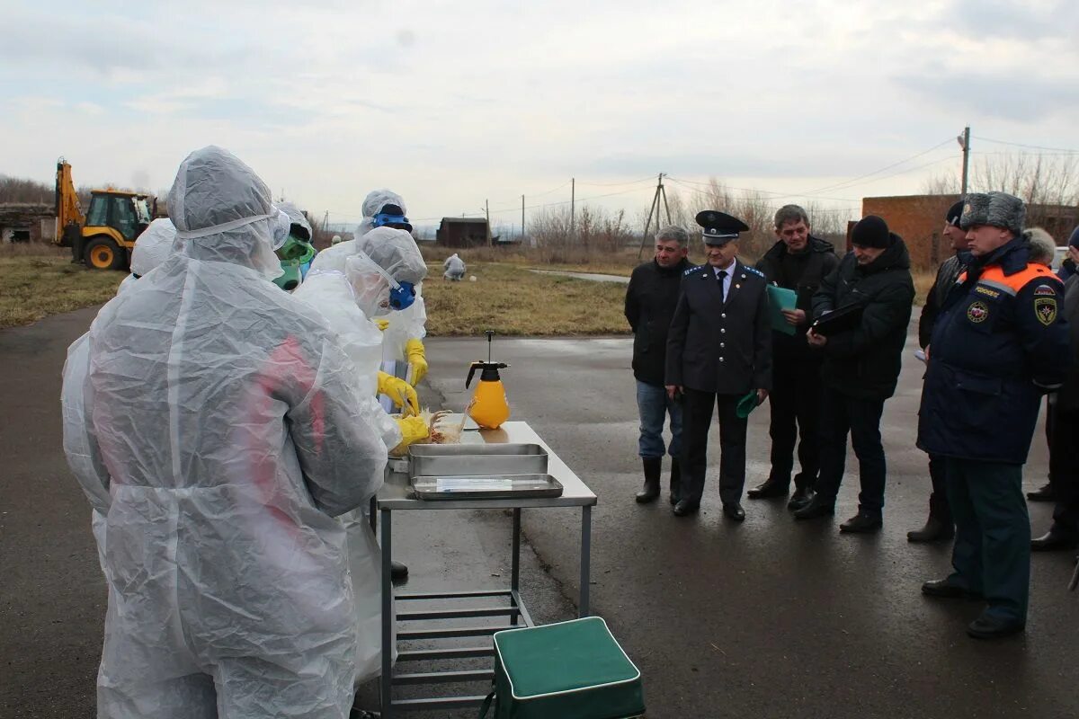 Последние новости о гриппе. Учения по птичьему гриппу. Ликвидация птичьего гриппа. Администрация Покачи учения по грипп птиц. Учения по высокопатогенному гриппу.