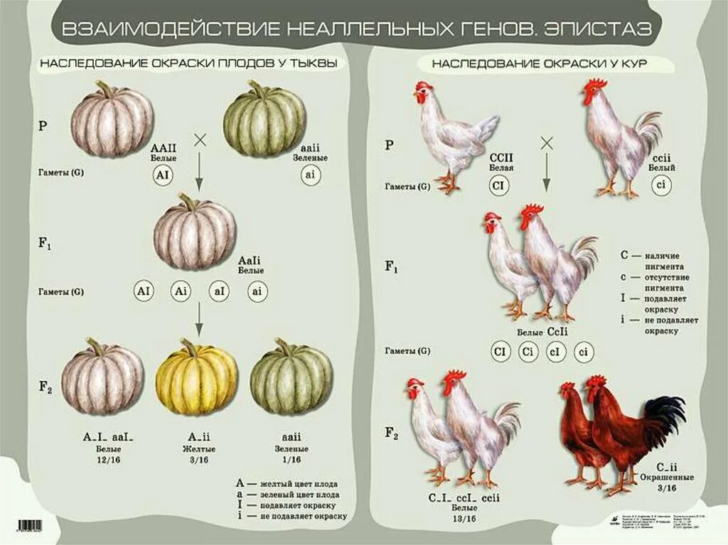 Взаимодействие неаллельных генов эпистаз. Доминантный эпистаз куры. Доминантный эпистаз окраска кур. Неаллельные гены эпистаз.