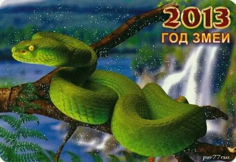 2024 год змеи цвет