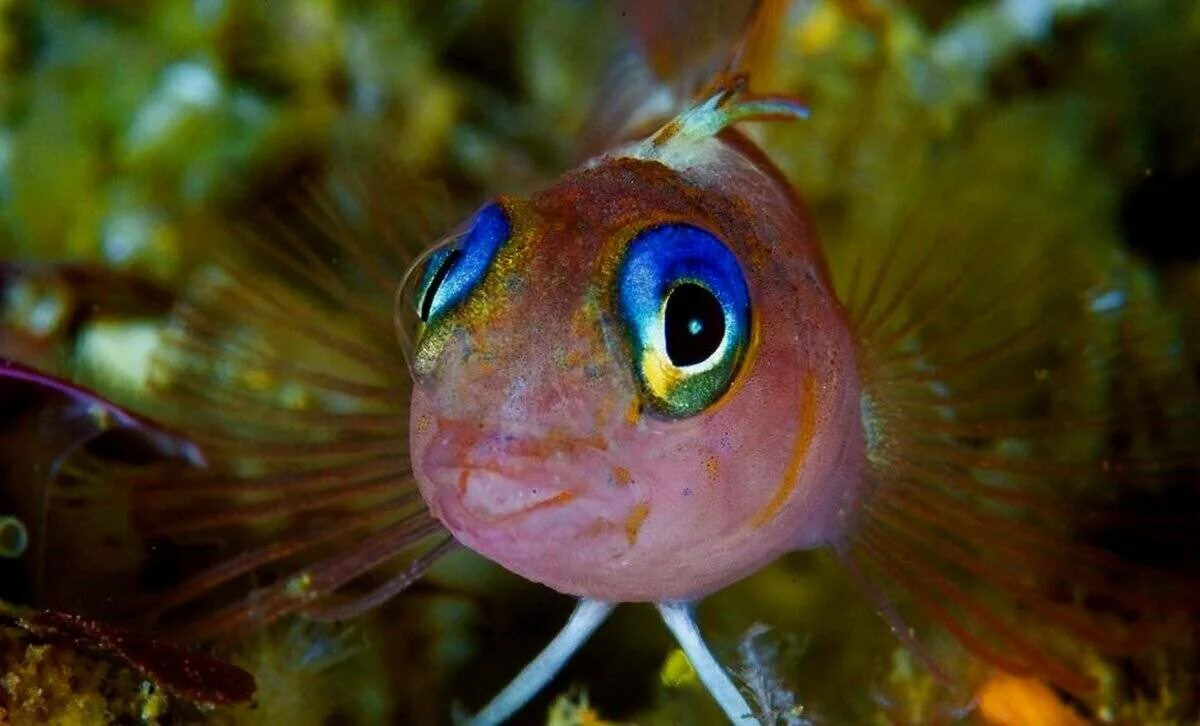 Какие глаза у рыб. Телескопик рыбка аквариумная. Рыба Звездочет аквариумная. Аквариумная рыбка телескоп Звездочет. Телескоп Звездочет рыбка.