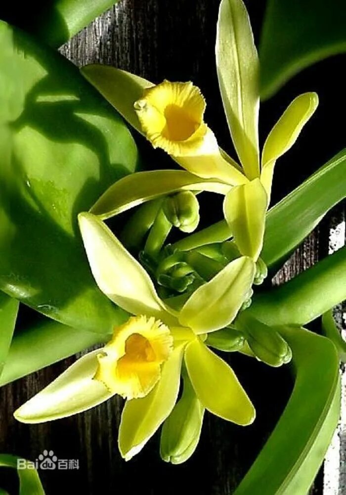 Vanilla plants. Орхидеи Vanilla planifolia. Орхидея ваниль вариегатная. Орхидея ваниль плосколистная. Орхидея ваниль (ванильная Орхидея).