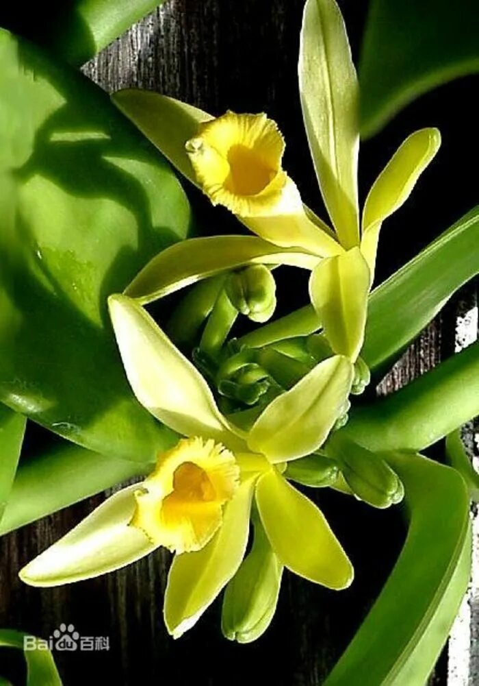 Vanilla plants. Орхидеи vanilla planifolia. орхидея ваниль вариегатная. орхидея ваниль плосколистная. орхидея ваниль (ванильная орхидея).
