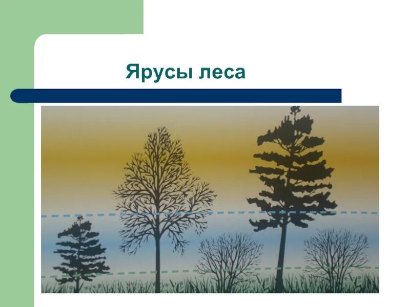 Ярусность леса. 3 Яруса леса. Ярусы в лесу. Пять ярусов леса. Тест по биологии 7 класс природное сообщество