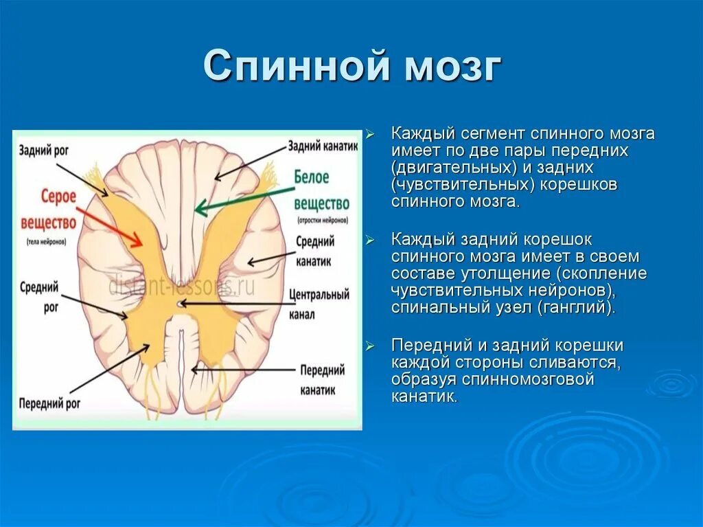 Задний рог серого вещества спинного мозга. Ядра бокового рога спинного мозга. Ядра задних Рогов спинного мозга. Функция ядер задних Рогов спинного мозга. Структура спинного мозга задние рога.