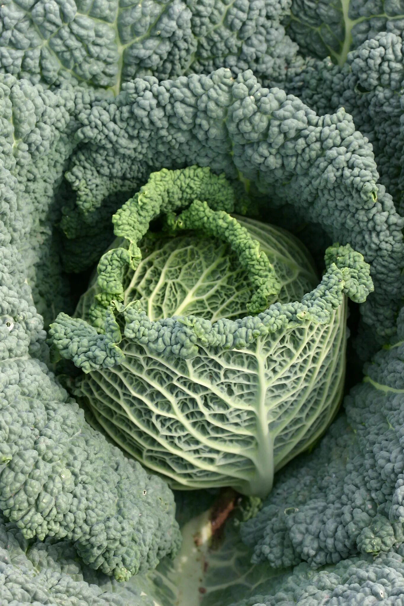 Какие бывают сорта капусты фото Savoy, Red, Napa,and Green cabbage! Cabbage is great as a side dish, main dish,