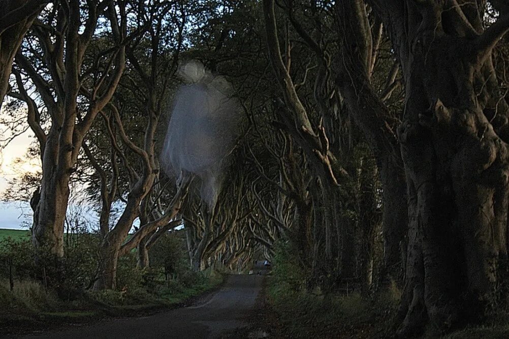 Аллея дарк Хеджес. Призрак серой леди Шотландия. Dark Hedges Beech Alley серая леди. Необъяснимые явления в лесу. Необъяснимое рядом