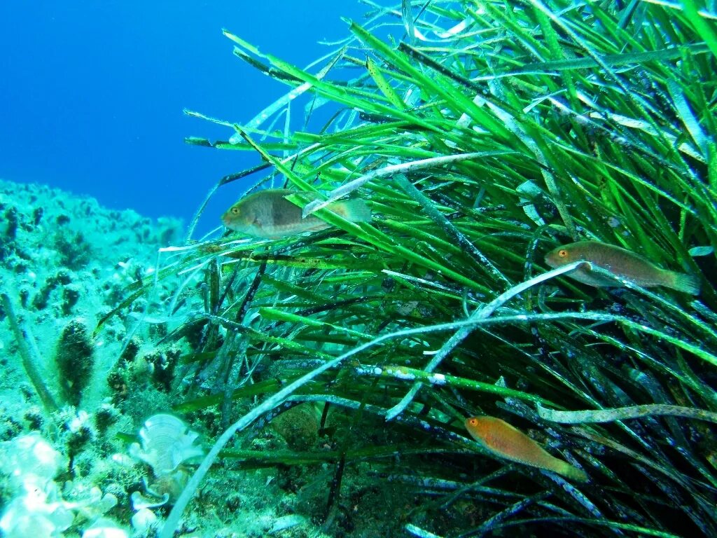 Фукус среда обитания водная. Посидония океаническая. Морская трава Posidonia Oceanica. Растения водной среды. Водная среда обитания.