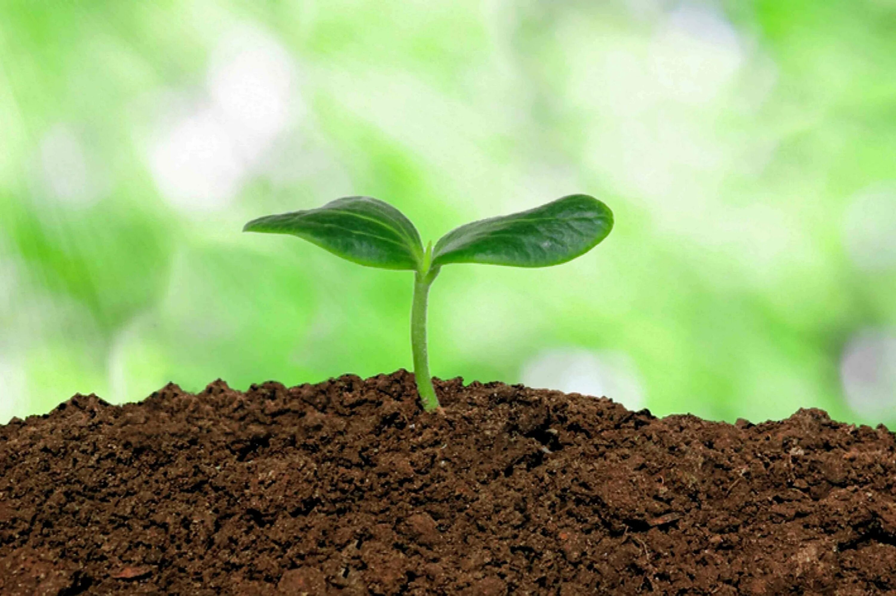 Seeding for a new generation