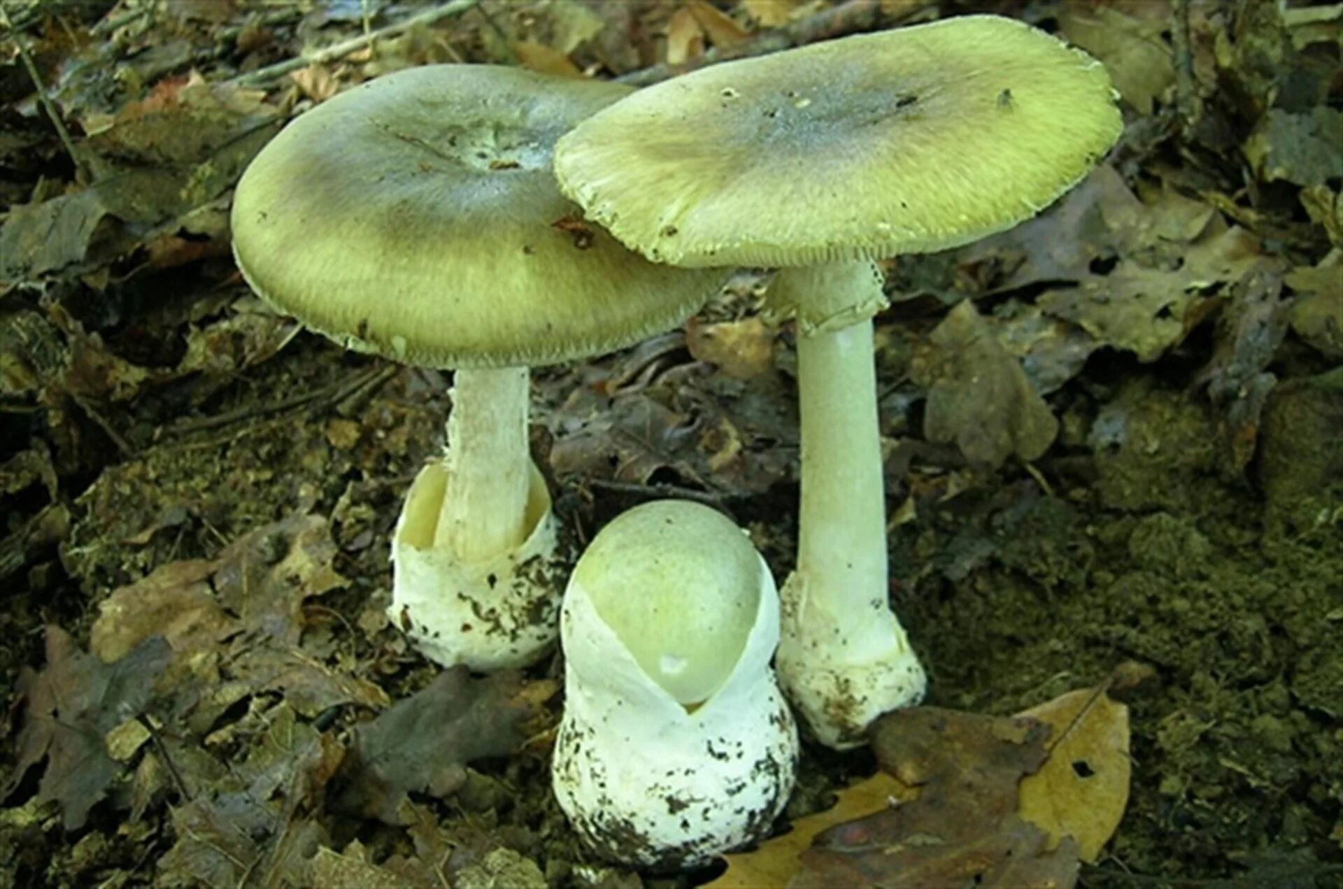 Опасные съедобные грибы. Бледная поганка (Amanita phalloides). Бледная погоганка гриб. Бледная поганка (мухомор зеленый). 2 Бледные поганки.