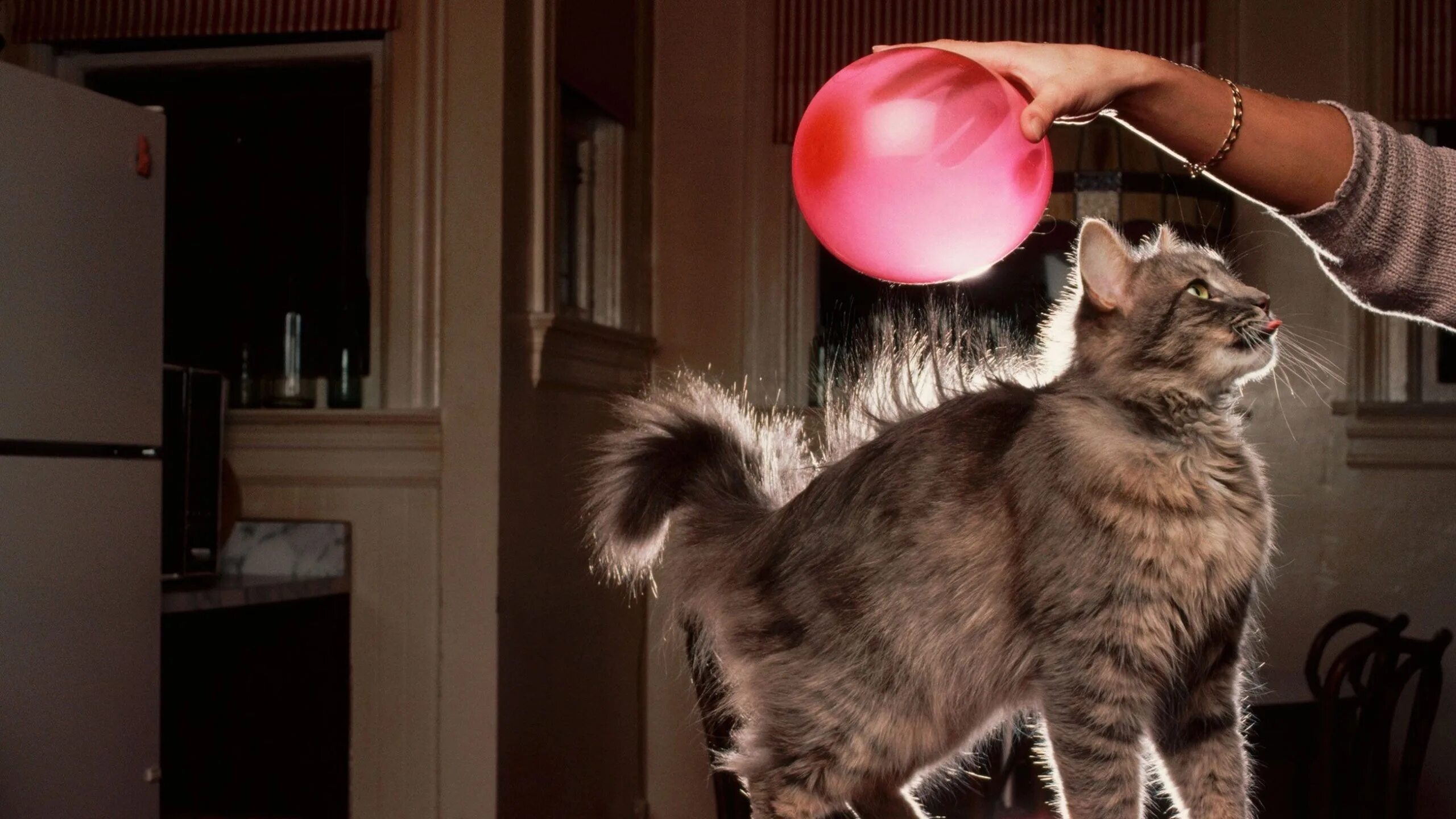Кошка с воздушными шариками. Кошка электричество. Статическое электричество. Электризация кота. Наэлектризованная кошка.