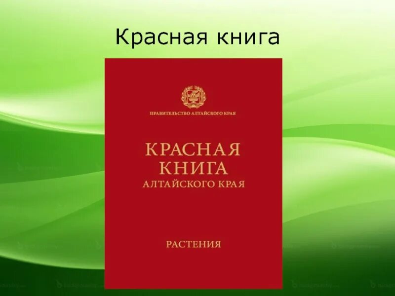 Красно алтайский край