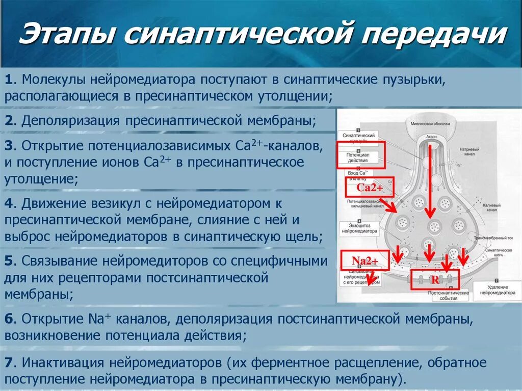 Механизм синаптической передачи нервного импульса. Этапы и механизмы синаптической передачи. Этапы синаптической передачи в химическом синапсе. Механизм передачи нервного импульса в синапсах.