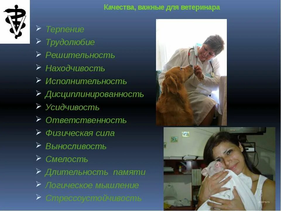 Какое оборудование использует в работе ветеринар. Важные качества ветеринара. профессия ветеринар. специальности профессии ветеринар. профессионально важные качества ветеринара.