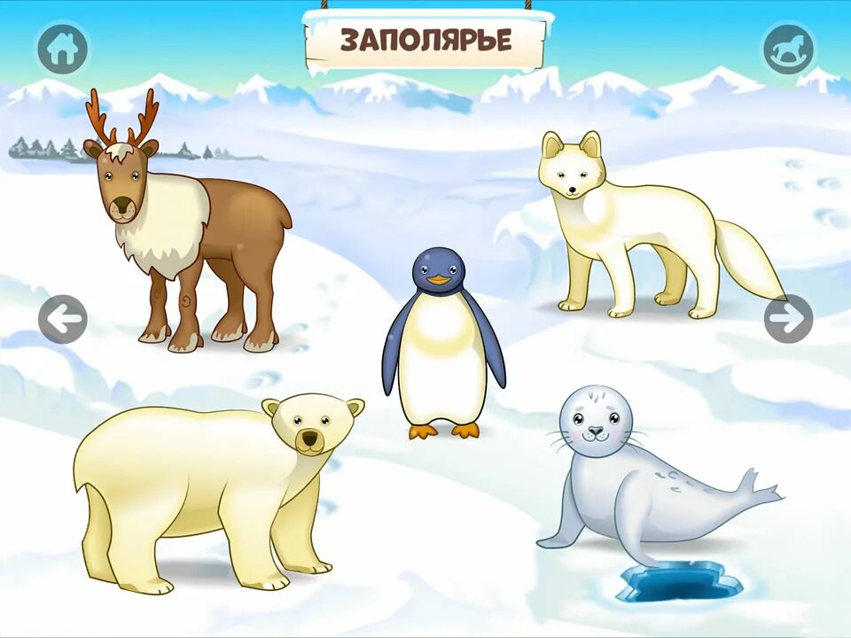 задание по арктике для дошкольников. задания животных северных стран. тематическое занятие пингвин. игра зоологическое лото ссср. животные севера игры для дошкольников.