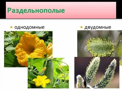 Раздельнополые цветки