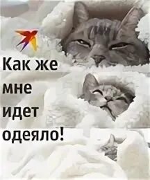 Одеяло скину. День теплого одеяла открытки. ко мне под одеяло. о боже как же мне идет одеяло. как же мне идет одеялко.