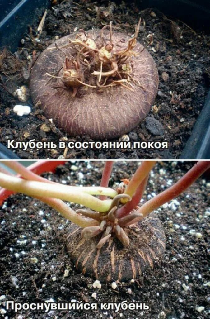 Как реанимировать клубень. Цикламен цветок луковица. цикламен цветок клубень. цикламен клубнями проросток. цикламен персидский пересадка.