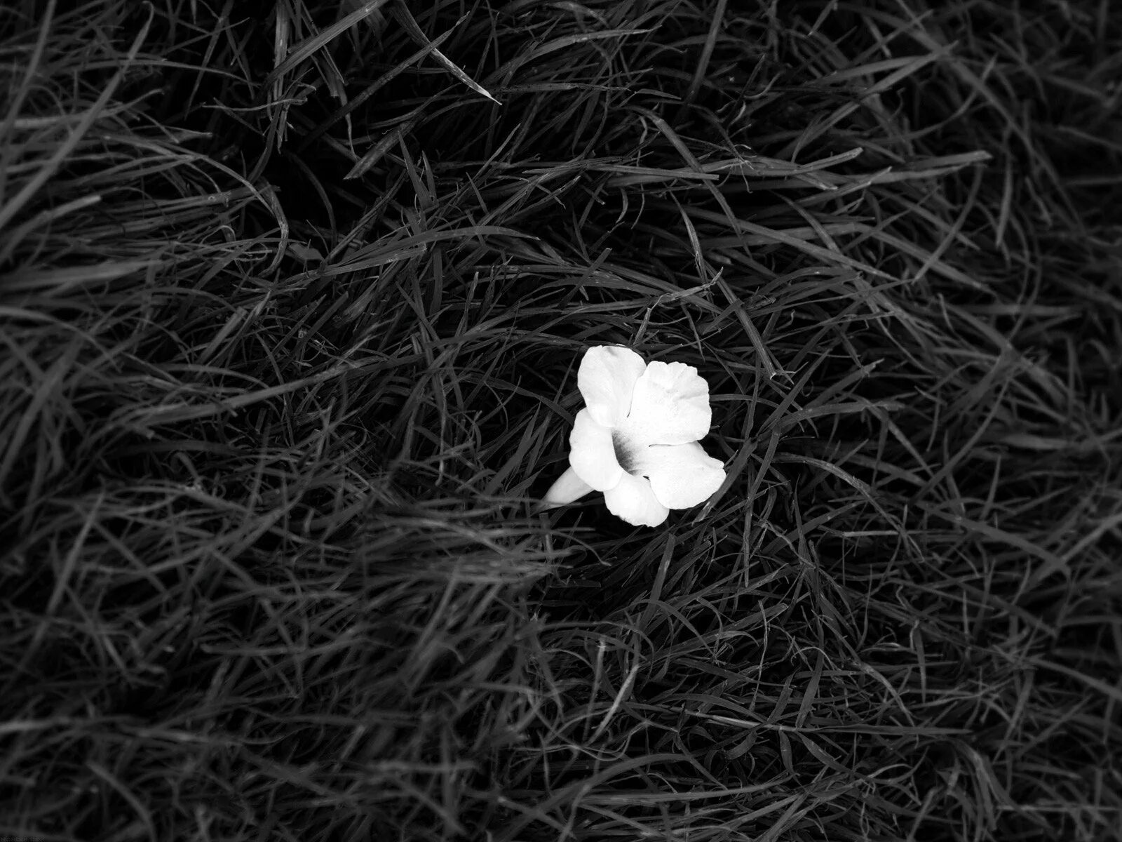 Белая картинка. Черно-белый цветок. Черное белое. Одинокий цветок. Цветы в темноте.