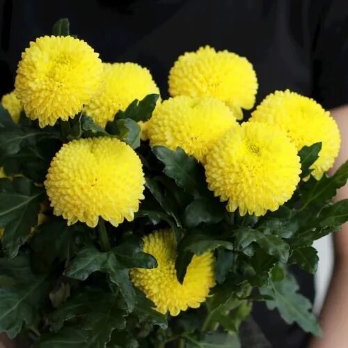 Пин на доске flowers в 2025 г Цветы