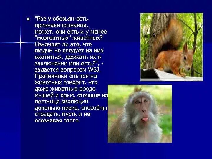 Сознание у животных. Есть ли у животных сознание. сознание у шимпанзе. сознание у животных есть или нет. слухам обезьяна.