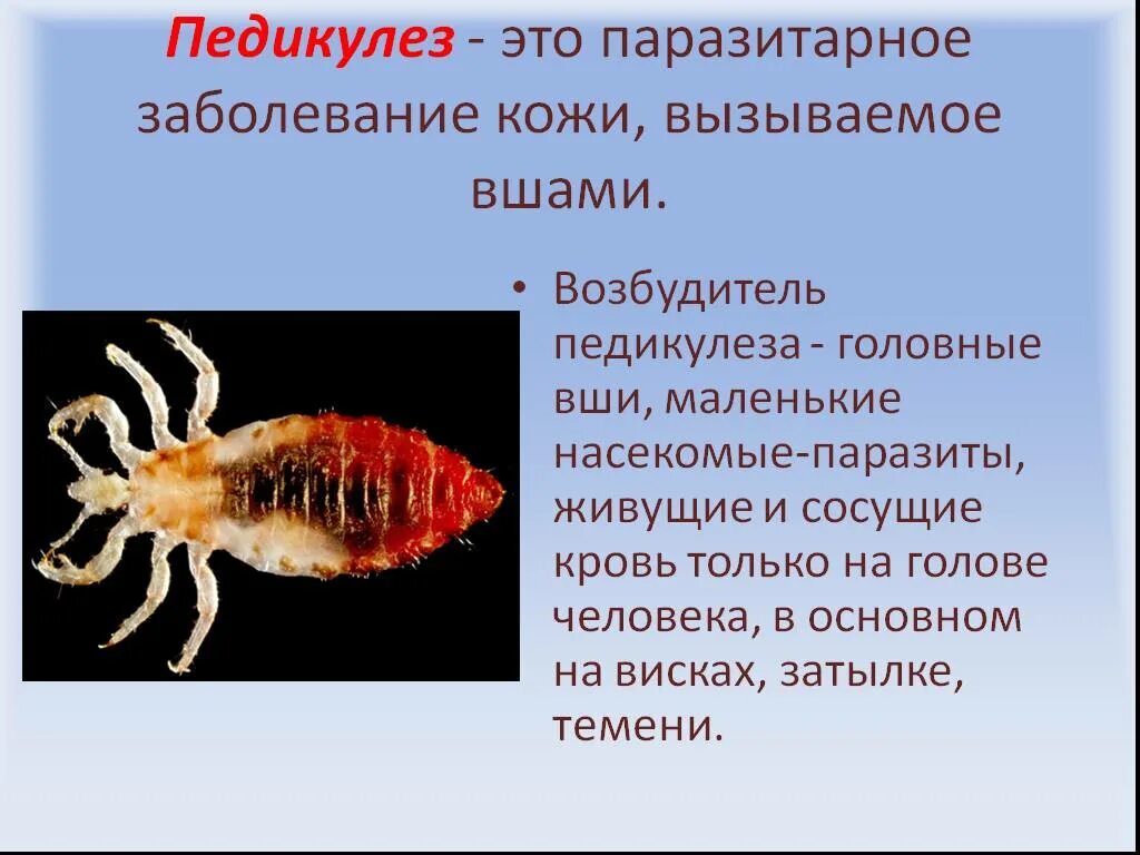 Вши текст