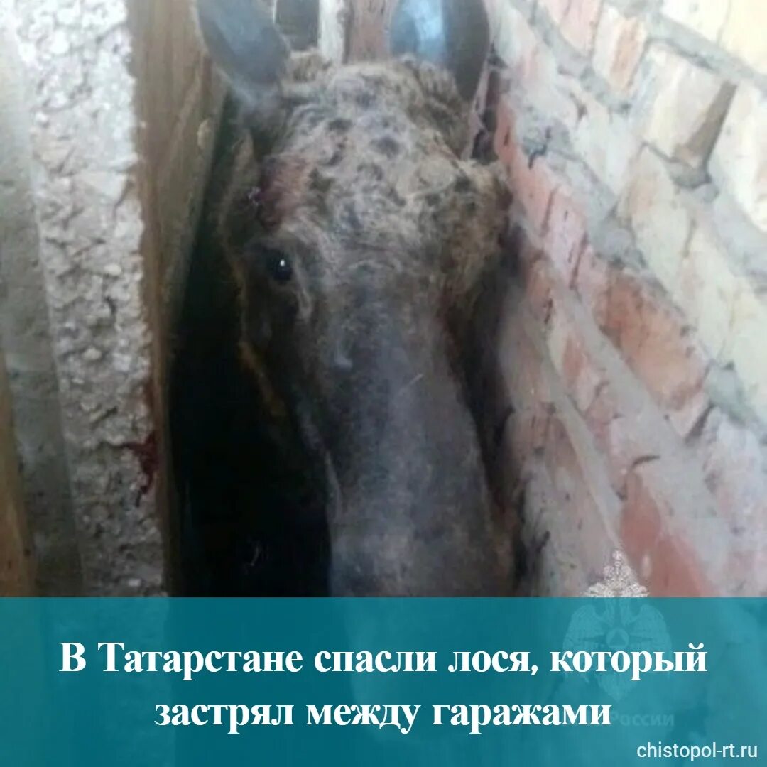 Застряли лось между сосен. Спасение лося в Татарстане. Спасли лосенка в пожаре. Лось в Татарстане фото.