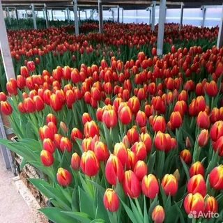 Holland plants