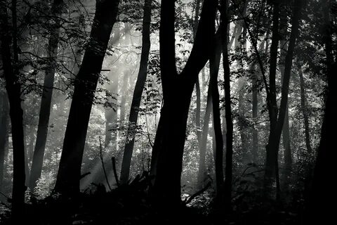 Лес в черно белом цвете