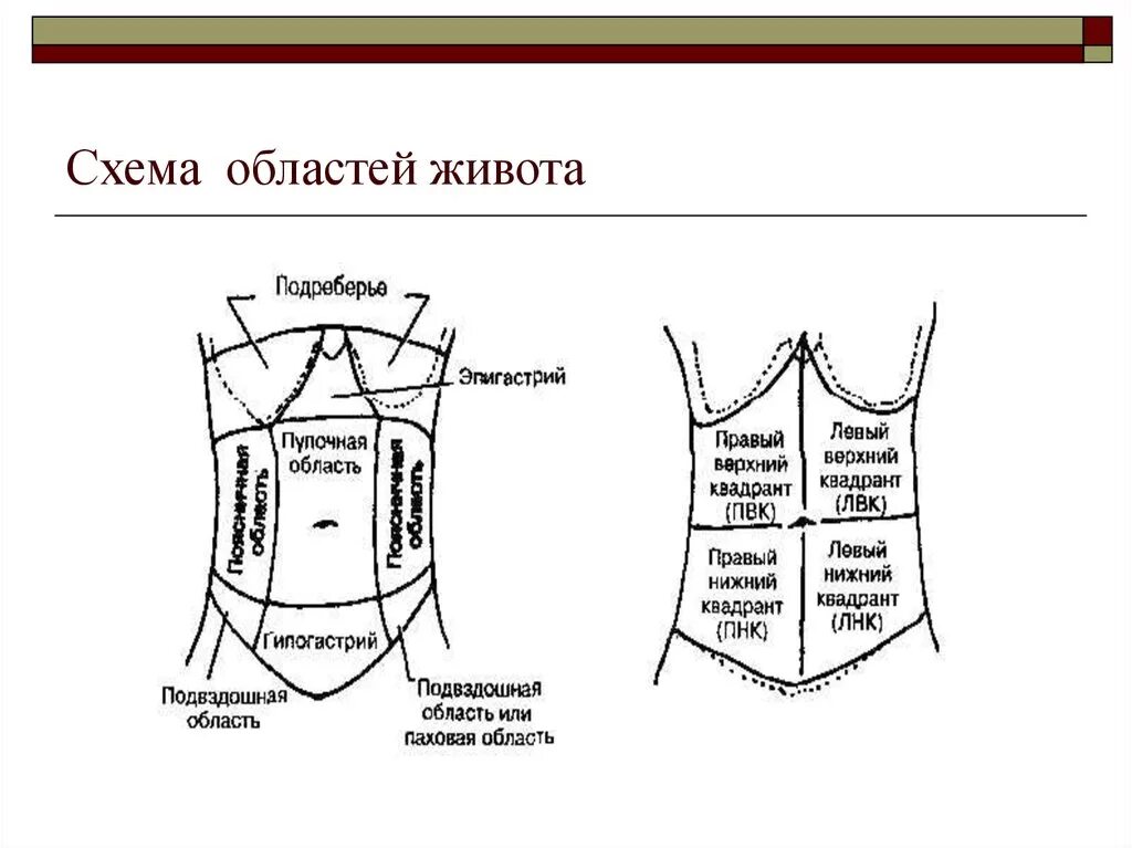 Определите области живота. Квадранты брюшной стенки. Зоны брюшной полости схема. Области живота эпигастрии. Области живота схема латынь.