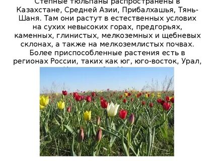 Тюльпан в какой природной зоне