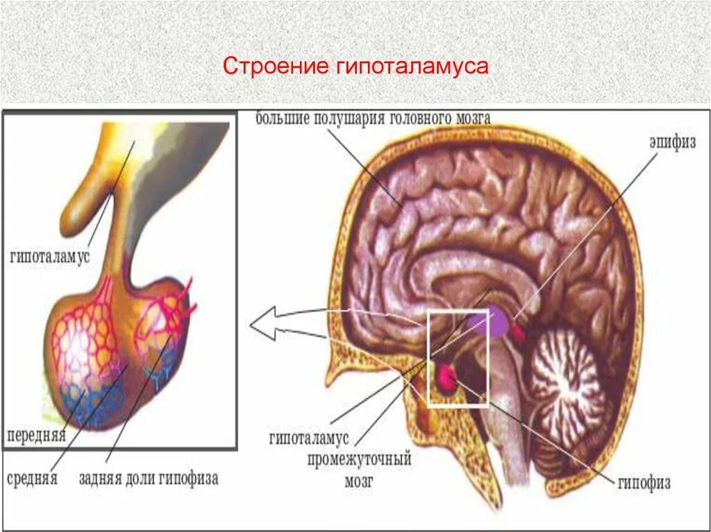 Серый бугорок