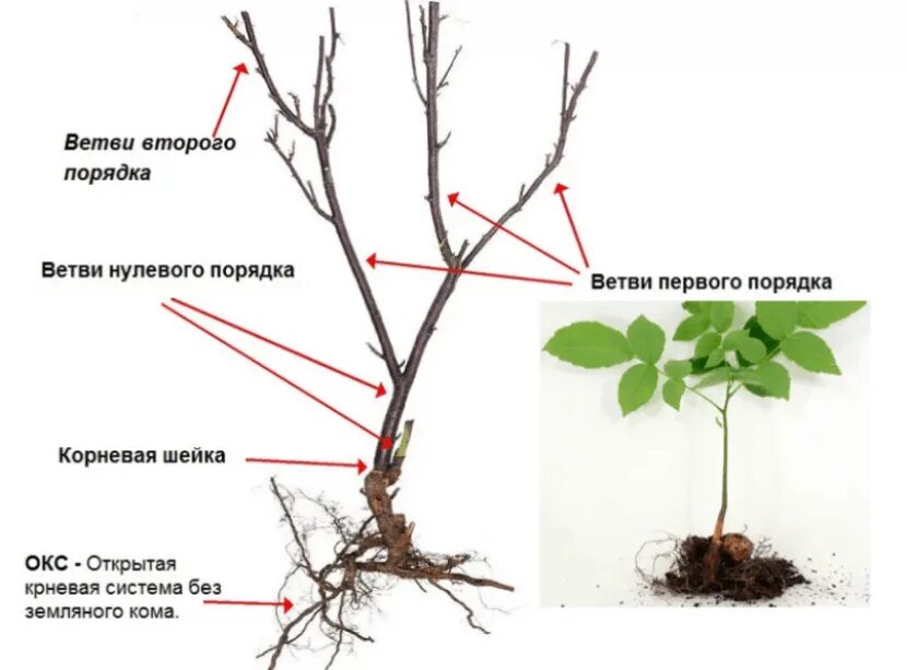 Можно ли сажать грецкий орех. Схема посадки саженца грецкого ореха. Обрезать саженец грецкого ореха. Саженцы фундука схема посадки. Формирование кроны грецкого ореха схема.