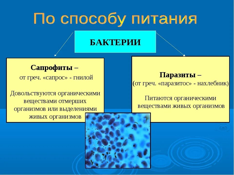 Сапрофиты и паразиты. Защитная функция микробов сапрофитов. бактерии сапрофиты питаются. бактерии паразиты и сапрофиты. питание бактерий сапрофиты и паразиты.