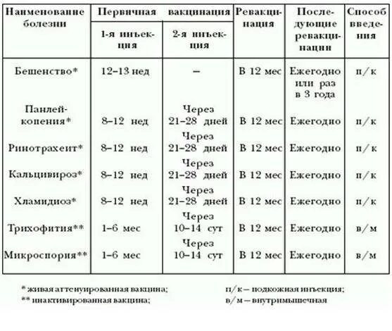 Когда ставить прививки котенку