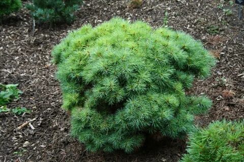 Pinus strobus