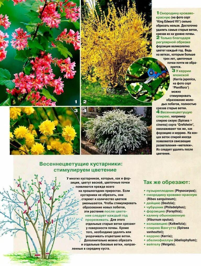 Фото и описание уход. Спирея метельчатая розовая обрезка весной. Обрезка весеннецветущих спирей. Спирея период цветения таблица. Форзиция фото и описание.