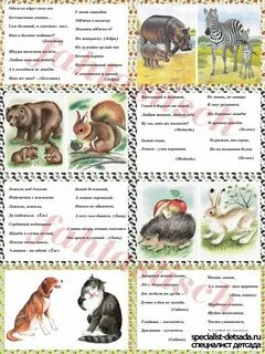 Картотеки животных
